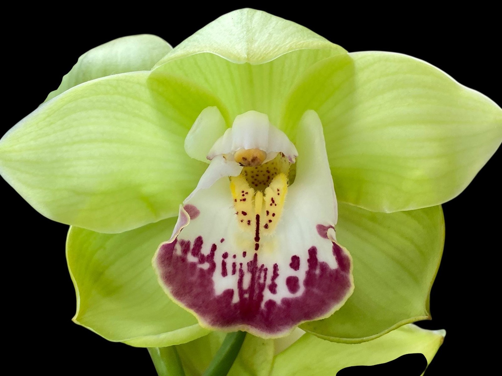 il_fullxfull.7846439686_5c0w.jpg Cymbidium (Valley Den Hoogenbrand × Zenation) Ship Bare Roots (8" pot) - Image 1