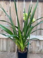 Cymbidium (Valley Den Hoogenbrand × Zenation) Ship Bare Roots (8" pot) - Image 5