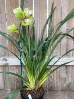 Cymbidium (Valley Den Hoogenbrand × Zenation) Ship Bare Roots (8" pot) - Image 7