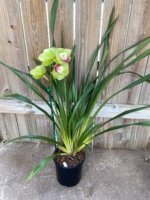 Cymbidium (Valley Den Hoogenbrand × Zenation) Ship Bare Roots (8" pot) - Image 6