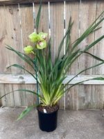 Cymbidium (Valley Den Hoogenbrand × Zenation) Ship Bare Roots (8" pot) - Image 9