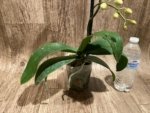 Multi Spikes Phalaenopsis Younghome Pinying Big Lip (4.5" pot) - Image 13