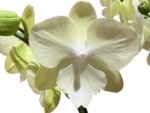 In Spike Phalaenopsis Allura 'Excalibur' (4.5" pot) - Image 2