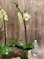 In Spike Phalaenopsis Allura 'Excalibur' (4.5" pot) - Image 7