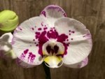 In Spike Rare Phalaenopsis Shulong (4.5" Pot) - Image 6