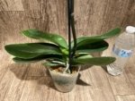 In Spike Rare Phalaenopsis Shulong (4.5" Pot) - Image 12