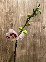 In Spike Rare Phalaenopsis Shulong (4.5" Pot) - Image 7