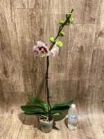 In Spike Rare Phalaenopsis Shulong (4.5" Pot) - Image 9