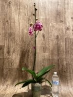 In Spike Phalaenopsis Shulong TWM-F89074 (4.5" pot) - Image 6