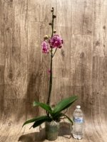 In Spike Phalaenopsis Shulong TWM-F89074 (4.5" pot) - Image 7