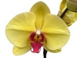 Double Spikes Phalaenopsis Da Shang 'Yellow Sun' (4" Pot) - Image 2