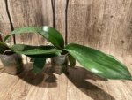 Double Spikes Phalaenopsis Da Shang 'Yellow Sun' (4" Pot) - Image 10