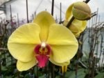 Double Spikes Phalaenopsis Da Shang 'Yellow Sun' (4" Pot) - Image 3