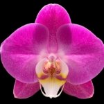 Double Tall Spikes 35” - 38” Phalaenopsis Purple Dust (4" Pot)