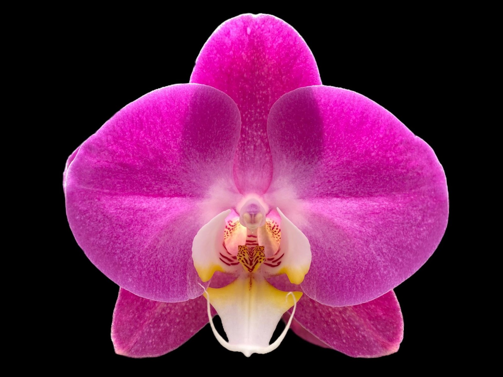 il_fullxfull.7852713266_h3g0.jpg Double Tall Spikes 35” - 38” Phalaenopsis Purple Dust (4" Pot) - Image 1