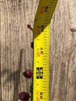 Double Tall Spikes 35” - 38” Phalaenopsis Purple Dust (4" Pot) - Image 6