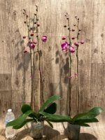 Double Tall Spikes 35” - 38” Phalaenopsis Purple Dust (4" Pot) - Image 9