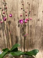 Double Tall Spikes 35” - 38” Phalaenopsis Purple Dust (4" Pot) - Image 13