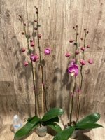 Double Tall Spikes 35” - 38” Phalaenopsis Purple Dust (4" Pot) - Image 10