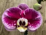 In Spikes Phalaenopsis Novelty NOID (4.5" pot) - Image 4
