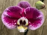 In Spikes Phalaenopsis Novelty NOID (4.5" pot) - Image 3
