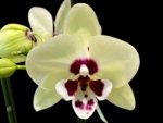 In Spikes Phalaenopsis Shulong TWM-TS2979 (4.5" pot)