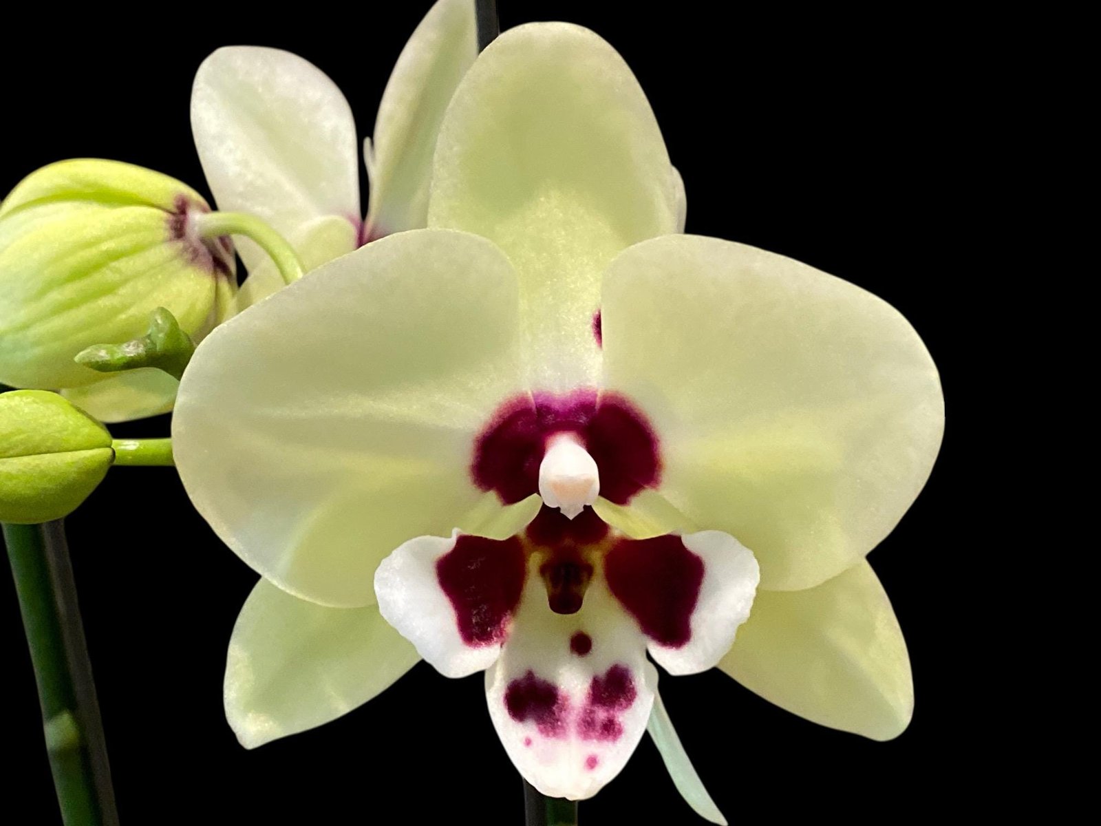 il_fullxfull.7853673128_3k80.jpg In Spikes Phalaenopsis Shulong TWM-TS2979 (4.5" pot) - Image 1