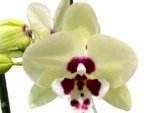 In Spikes Phalaenopsis Shulong TWM-TS2979 (4.5" pot) - Image 2
