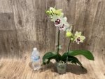 In Spikes Phalaenopsis Shulong TWM-TS2979 (4.5" pot) - Image 4