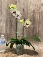 In Spikes Phalaenopsis Shulong TWM-TS2979 (4.5" pot) - Image 6