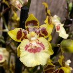 Quadruple Spikes with Multi-branches Colmanara  Honey Bee (3.5” pot)