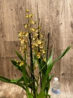 Quadruple Spikes with Multi-branches Colmanara  Honey Bee (3.5” pot) - Image 6