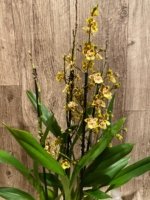 Quadruple Spikes with Multi-branches Colmanara  Honey Bee (3.5” pot) - Image 9