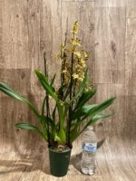 Quadruple Spikes with Multi-branches Colmanara  Honey Bee (3.5” pot) - Image 10