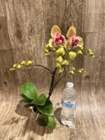 In Spikes Phalaenopsis Red Jujube Peloric (3.5” pot) - Image 8