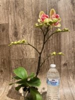 In Spikes Phalaenopsis Red Jujube Peloric (3.5” pot) - Image 9