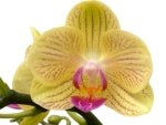 Double Spikes Phalaenopsis Charming Little Cute (3.5” Pot) - Image 2