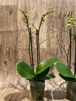 Double Spikes Phalaenopsis Charming Little Cute (3.5” Pot) - Image 5