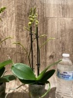 Double Spikes Phalaenopsis Charming Little Cute (3.5” Pot) - Image 6