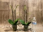 Double Spikes Phalaenopsis Charming Little Cute (3.5” Pot) - Image 3