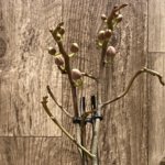 Double Spikes Phalaenopsis I-Hsin Little Raspberry (3.5” Pot)