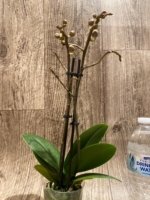 Double Spikes Phalaenopsis I-Hsin Little Raspberry (3.5” Pot) - Image 4