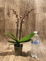 Double Spikes Phalaenopsis NOID (3.5" pot) - Image 4