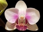 Double Spikes Phalaenopsis I-Hsin Butterfly Valley x I-Hsin Pink Stripes (3.5" pot)