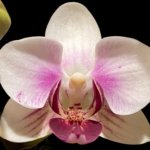 Double Spikes Phalaenopsis I-Hsin Butterfly Valley x I-Hsin Pink Stripes (3.5" pot)