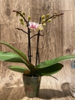 Double Spikes Phalaenopsis I-Hsin Butterfly Valley x I-Hsin Pink Stripes (3.5" pot) - Image 6