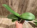 In Spike Phalaenopsis Yushan Fairy Go (2.5” Pot) - Image 10