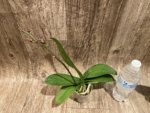 In Spike Phalaenopsis Yushan Fairy Go (2.5” Pot) - Image 6