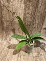 In Spike Phalaenopsis Yushan Fairy Go (2.5” Pot) - Image 5