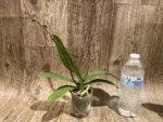 In Spike Phalaenopsis Yushan Fairy Go (2.5” Pot) - Image 7